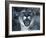 Cougar-Gordon Semmens-Framed Photographic Print