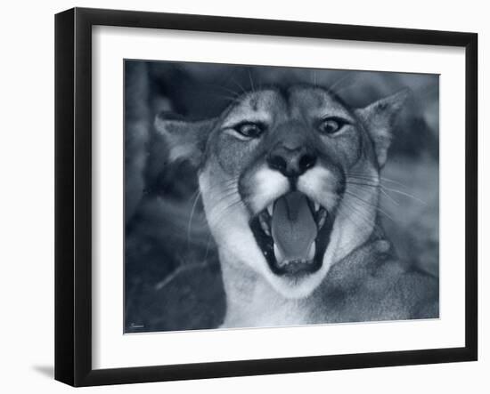 Cougar-Gordon Semmens-Framed Photographic Print