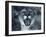 Cougar-Gordon Semmens-Framed Photographic Print