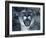 Cougar-Gordon Semmens-Framed Photographic Print