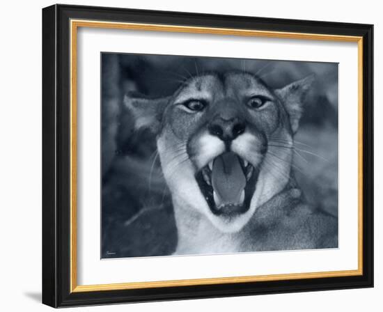 Cougar-Gordon Semmens-Framed Photographic Print