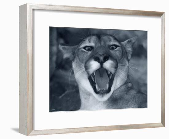 Cougar-Gordon Semmens-Framed Photographic Print