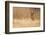 Cougar-Milan Zygmunt-Framed Photographic Print