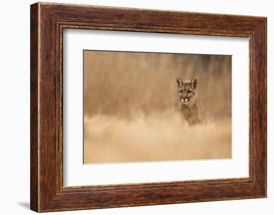 Cougar-Milan Zygmunt-Framed Photographic Print