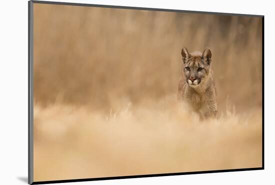 Cougar-Milan Zygmunt-Mounted Photographic Print