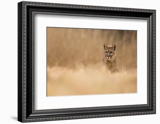 Cougar-Milan Zygmunt-Framed Photographic Print