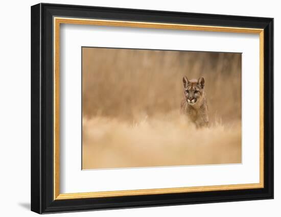 Cougar-Milan Zygmunt-Framed Photographic Print