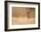 Cougar-Milan Zygmunt-Framed Photographic Print