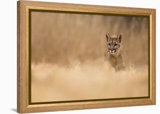 Cougar-Milan Zygmunt-Framed Premier Image Canvas