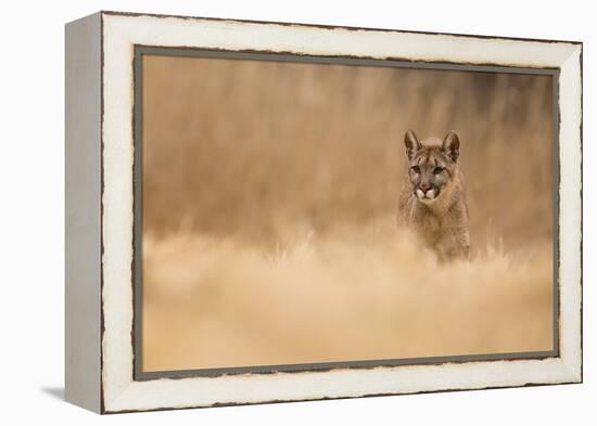 Cougar-Milan Zygmunt-Framed Premier Image Canvas