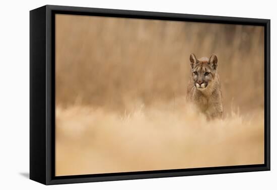 Cougar-Milan Zygmunt-Framed Premier Image Canvas