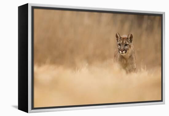 Cougar-Milan Zygmunt-Framed Premier Image Canvas