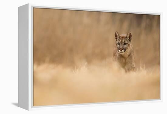 Cougar-Milan Zygmunt-Framed Premier Image Canvas