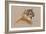 Cougar-Barbara Keith-Framed Giclee Print