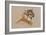 Cougar-Barbara Keith-Framed Giclee Print