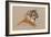 Cougar-Barbara Keith-Framed Giclee Print