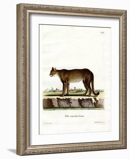 Cougar-null-Framed Giclee Print