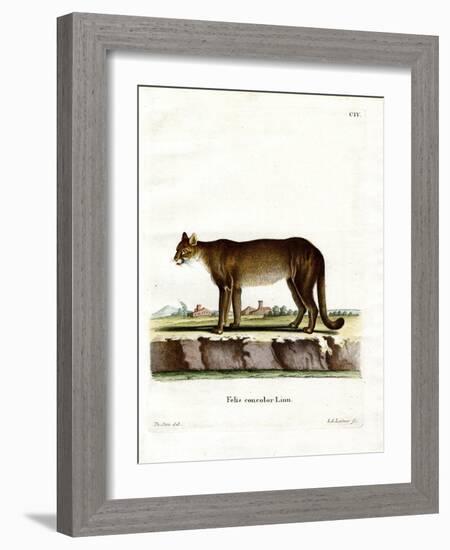 Cougar-null-Framed Giclee Print