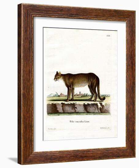 Cougar-null-Framed Giclee Print