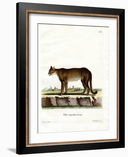 Cougar-null-Framed Giclee Print