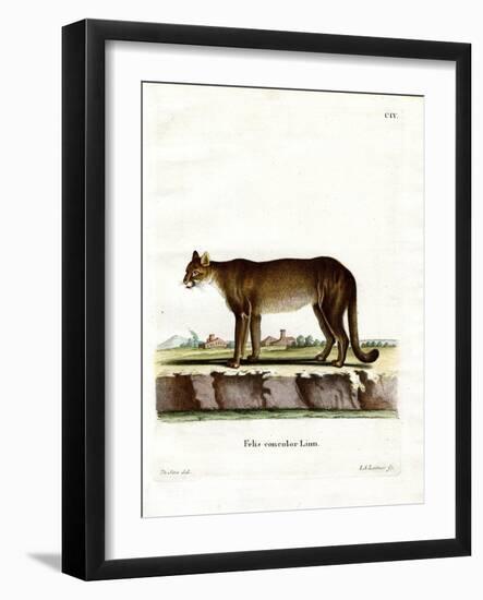 Cougar-null-Framed Giclee Print