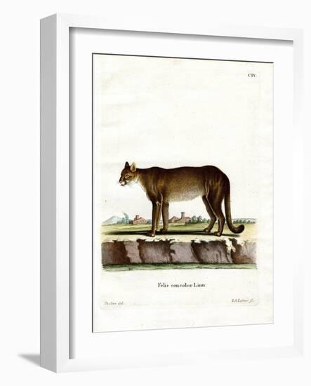 Cougar-null-Framed Giclee Print