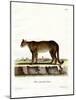 Cougar-null-Mounted Giclee Print