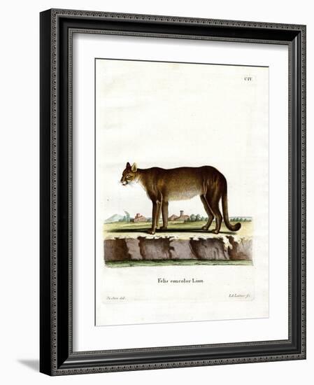 Cougar-null-Framed Giclee Print