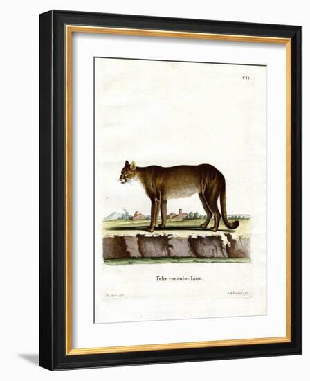 Cougar-null-Framed Giclee Print