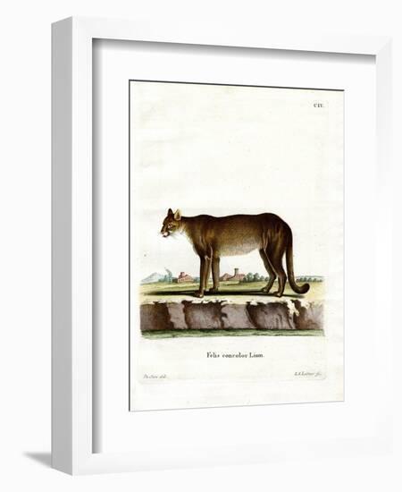 Cougar-null-Framed Giclee Print