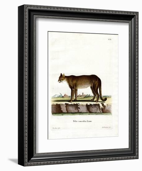 Cougar-null-Framed Giclee Print