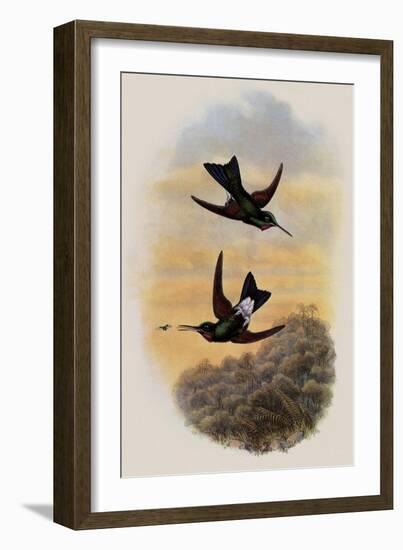 Count Branicki's Hummingbird, Lampraster Branickii-John Gould-Framed Giclee Print