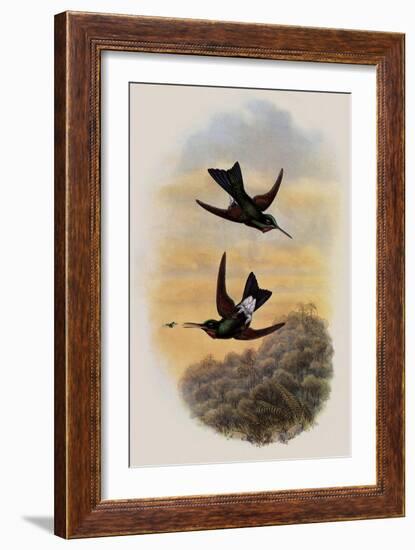 Count Branicki's Hummingbird, Lampraster Branickii-John Gould-Framed Giclee Print