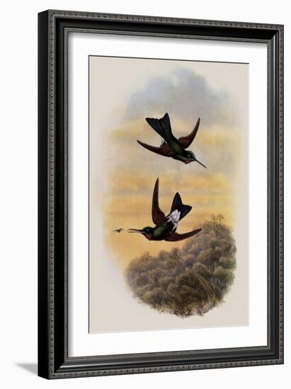 Count Branicki's Hummingbird, Lampraster Branickii-John Gould-Framed Giclee Print