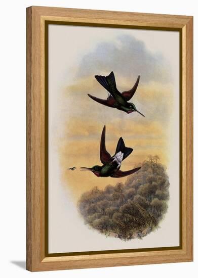 Count Branicki's Hummingbird, Lampraster Branickii-John Gould-Framed Premier Image Canvas