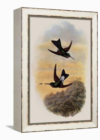 Count Branicki's Hummingbird, Lampraster Branickii-John Gould-Framed Premier Image Canvas