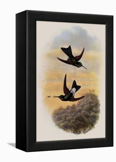 Count Branicki's Hummingbird, Lampraster Branickii-John Gould-Framed Premier Image Canvas