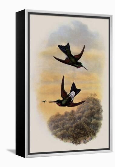 Count Branicki's Hummingbird, Lampraster Branickii-John Gould-Framed Premier Image Canvas