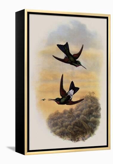 Count Branicki's Hummingbird, Lampraster Branickii-John Gould-Framed Premier Image Canvas