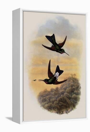 Count Branicki's Hummingbird, Lampraster Branickii-John Gould-Framed Premier Image Canvas