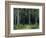 Countess Mordvinov's Forest, 1891-Ivan Ivanovitch Shishkin-Framed Giclee Print