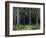 Countess Mordvinov's Forest, 1891-Ivan Ivanovitch Shishkin-Framed Giclee Print