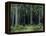 Countess Mordvinov's Forest, 1891-Ivan Ivanovitch Shishkin-Framed Premier Image Canvas