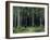 Countess Mordvinov's Forest, 1891-Ivan Ivanovitch Shishkin-Framed Giclee Print