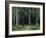 Countess Mordvinov's Forest, 1891-Ivan Ivanovitch Shishkin-Framed Giclee Print