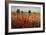 Country Amble Daze-Tim O'toole-Framed Giclee Print