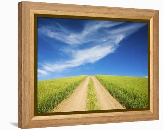 Country Back Road Through Spring Wheat Fields-Terry Eggers-Framed Premier Image Canvas