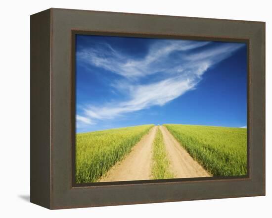 Country Back Road Through Spring Wheat Fields-Terry Eggers-Framed Premier Image Canvas