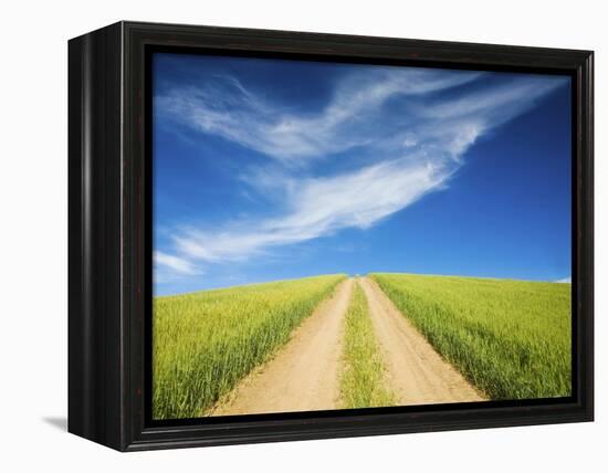 Country Back Road Through Spring Wheat Fields-Terry Eggers-Framed Premier Image Canvas