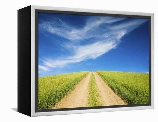 Country Back Road Through Spring Wheat Fields-Terry Eggers-Framed Premier Image Canvas
